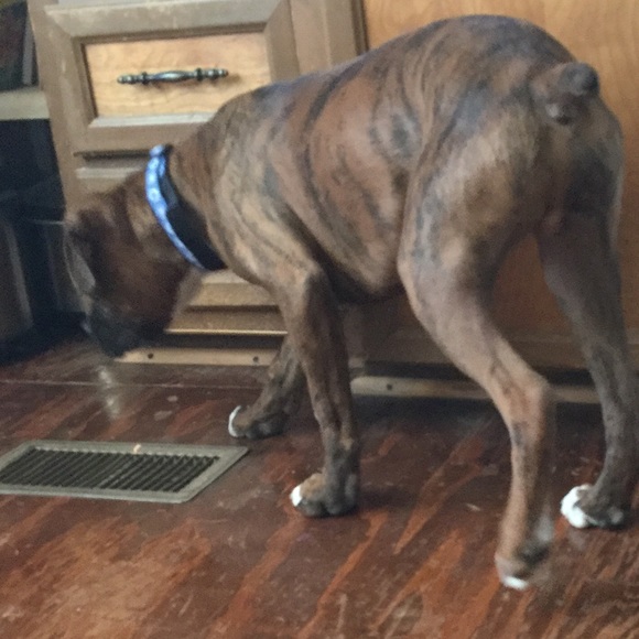 boxersrcute12